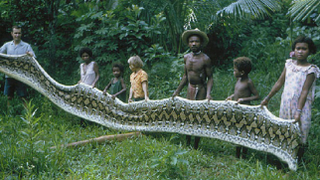Meet the Agta, a tribe where a quarter of men have been attacked by giant snakes